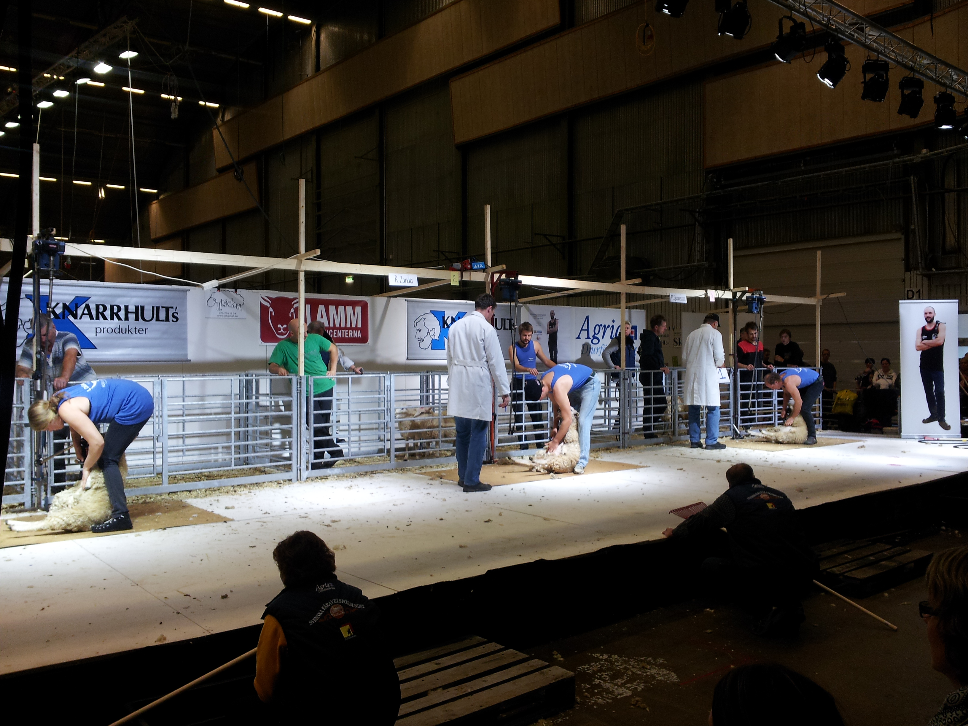 Sheep shearing contest in the same hall as Liros booth.